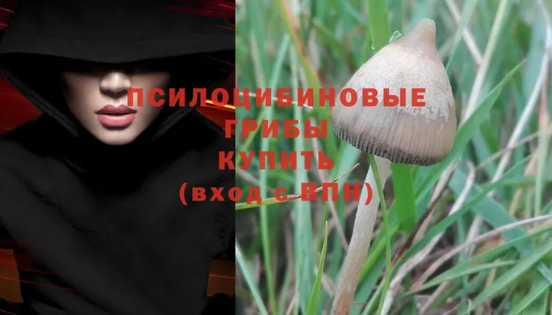 купить наркотик  Знаменск  OMG зеркало  Галлюциногенные грибы Cubensis 